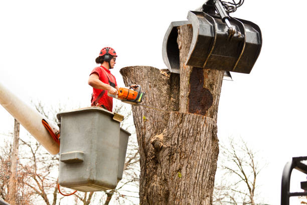 Best Tree Removal  in Palm Valley, TX